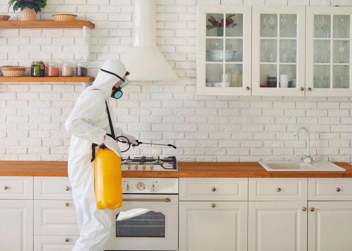 Tratamiento contra chinches en San Sebastián 20001