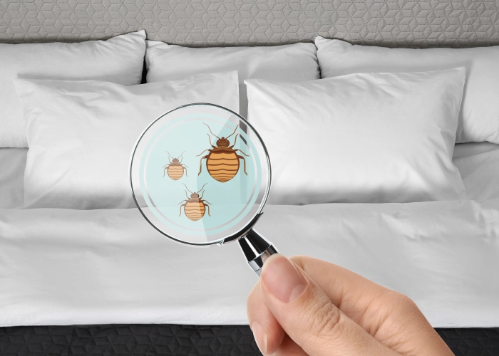 Tratamiento contra chinches en Vilanova i la Geltrú 08800