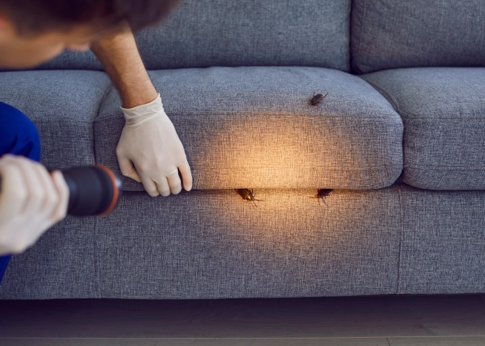 Tratamiento contra chinches en Torrent 46900